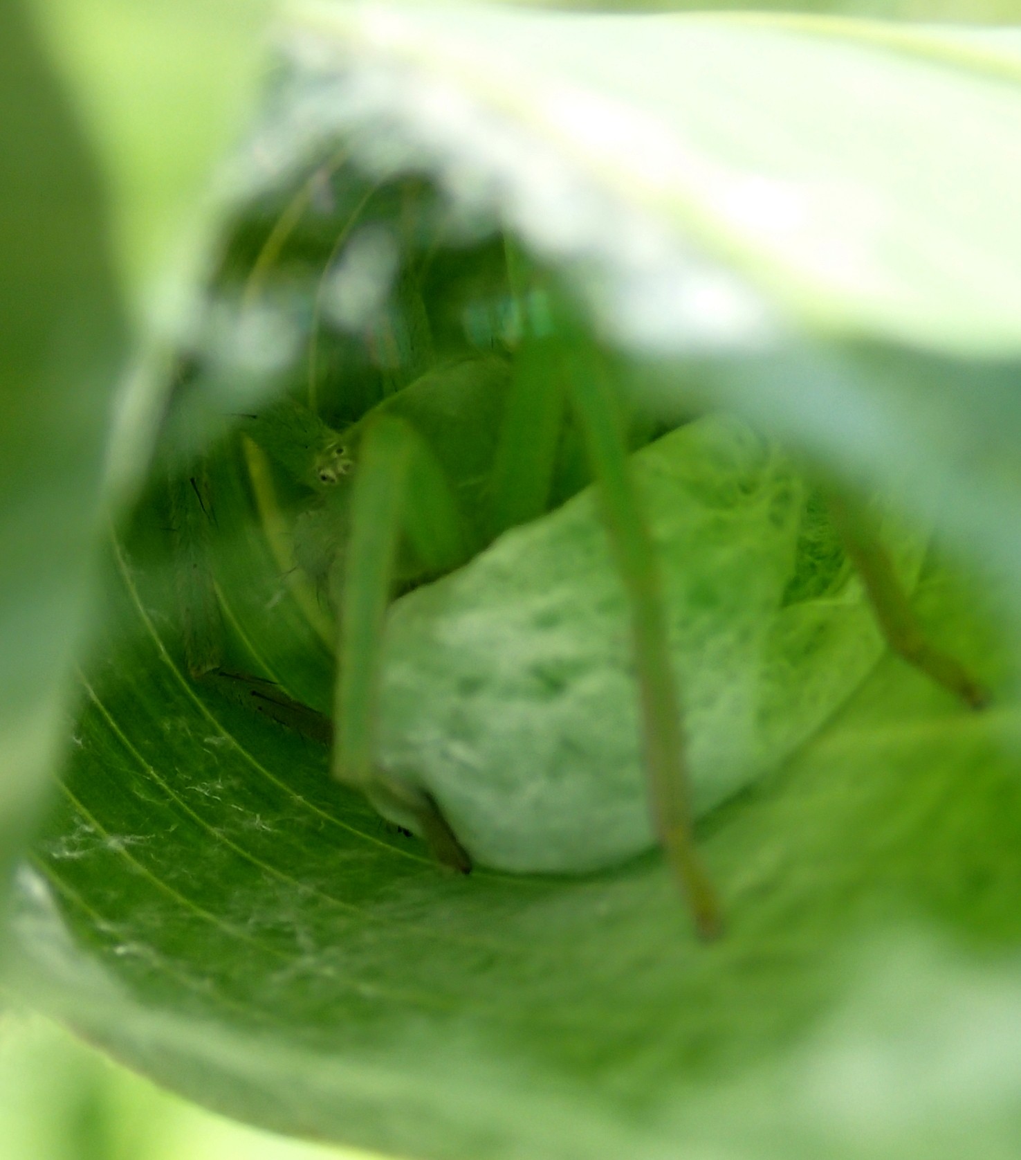 Micrommata virescens nido - Lughignano (TV)